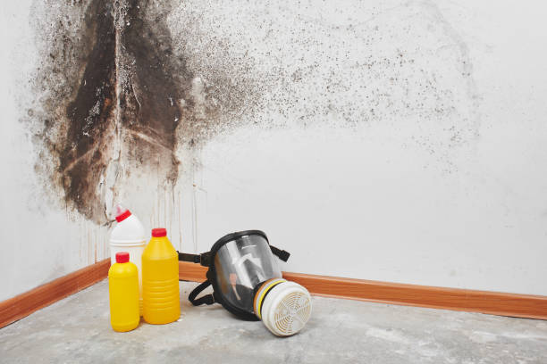 Best Attic Mold Removal  in East Vineland, NJ