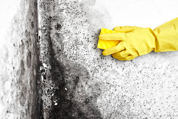 Best Mold Remediation  in East Vineland, NJ