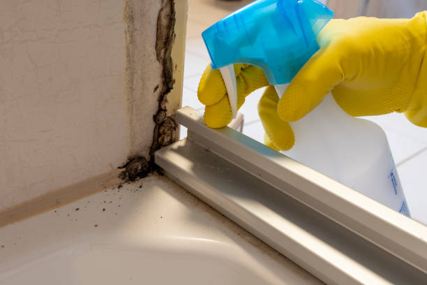Best Mold Removal Process  in East Vineland, NJ