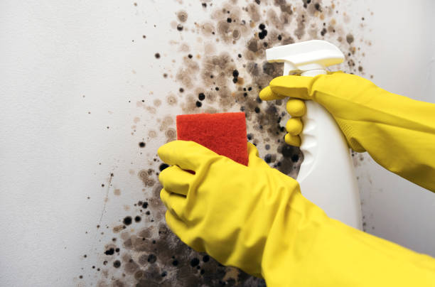 Best Certified Mold Removal  in East Vineland, NJ