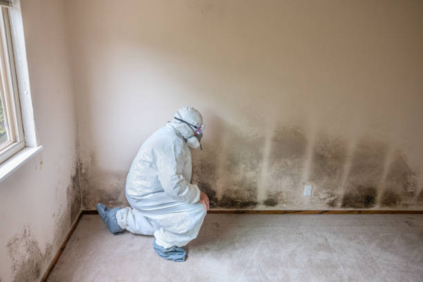 Best Mold Cleaning Services  in East Vineland, NJ