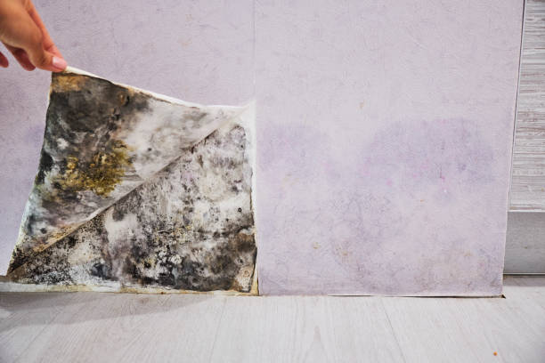 Certified Mold Removal in East Vineland, NJ